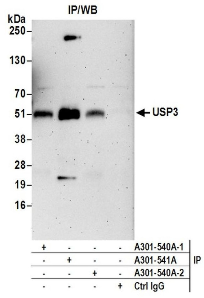USP3 Antibody in Immunoprecipitation (IP)