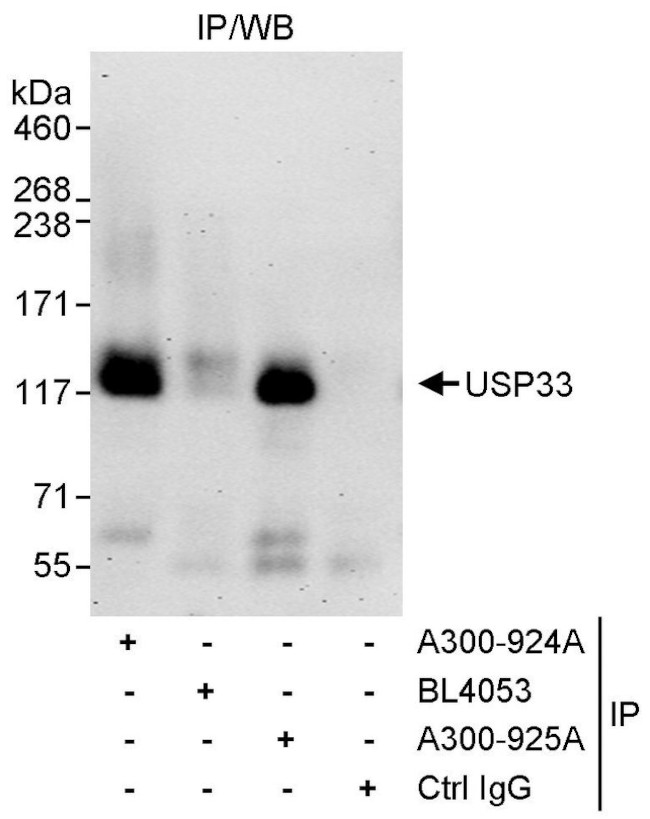 USP33 Antibody in Immunoprecipitation (IP)