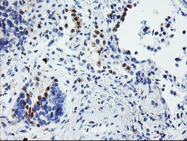 USP36 Antibody in Immunohistochemistry (Paraffin) (IHC (P))