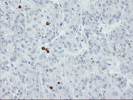 USP36 Antibody in Immunohistochemistry (Paraffin) (IHC (P))