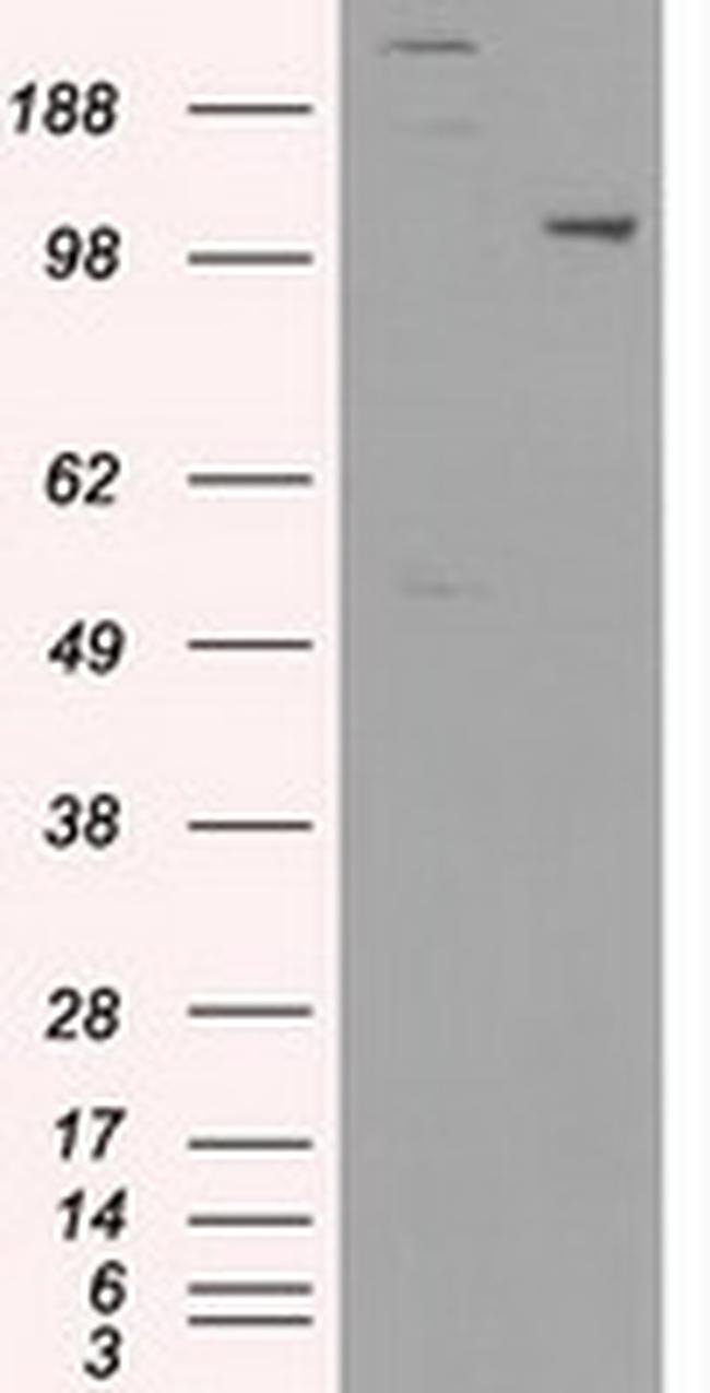 USP38 Antibody in Western Blot (WB)