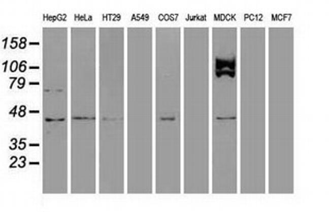 USP38 Antibody in Western Blot (WB)