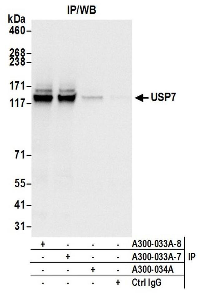 USP7 Antibody in Western Blot (WB)