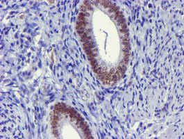 USP7 Antibody in Immunohistochemistry (Paraffin) (IHC (P))