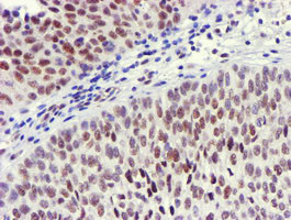 USP7 Antibody in Immunohistochemistry (Paraffin) (IHC (P))