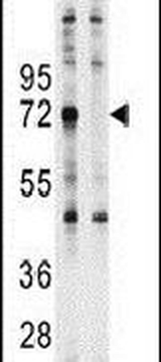 Ubiquilin 1 Antibody in Western Blot (WB)