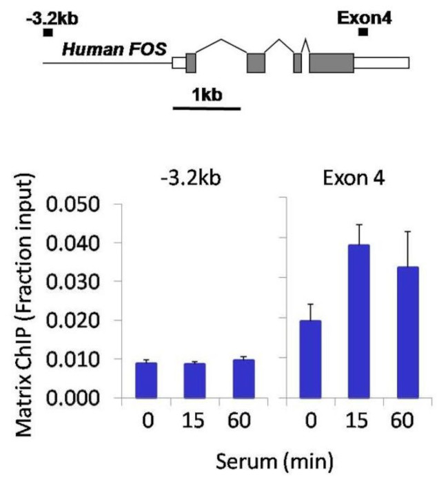 Ubiquitin Antibody in ChIP Assay (ChIP)