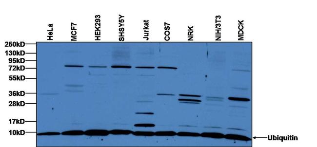 Ubiquitin Antibody in Western Blot (WB)