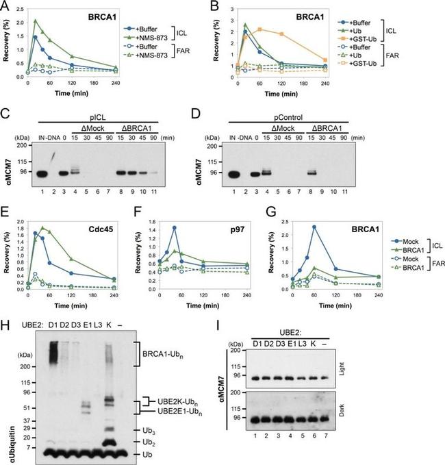 Ubiquitin Antibody in Western Blot (WB)