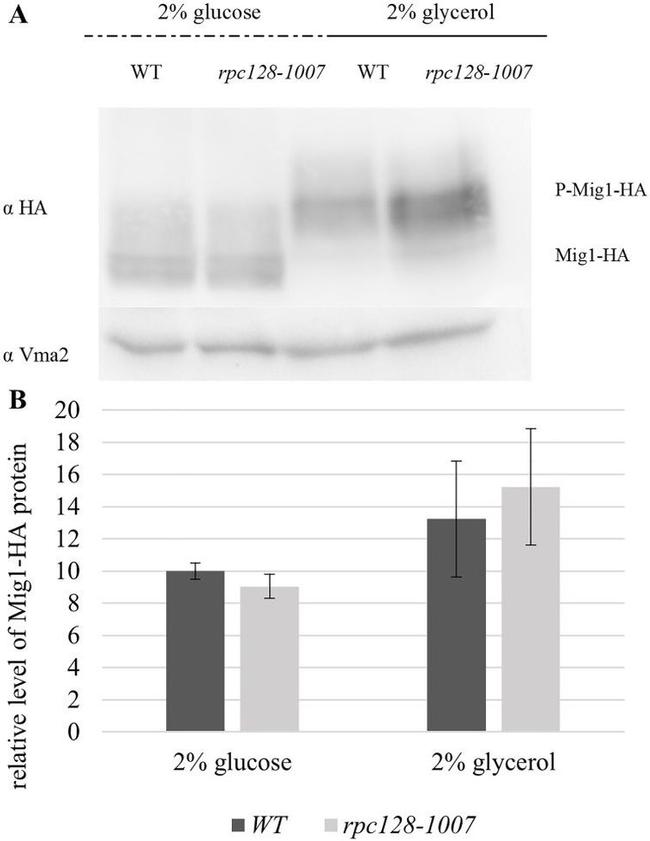 VMA2 Antibody in Western Blot (WB)