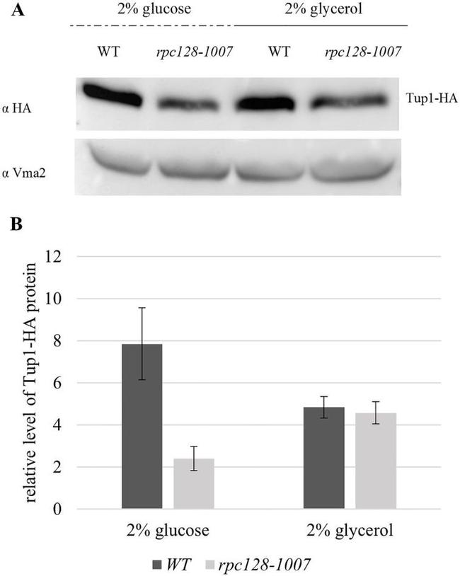 VMA2 Antibody in Western Blot (WB)