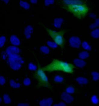 V5 Tag Antibody in Immunocytochemistry (ICC/IF)