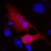 V5 Tag Antibody in Immunocytochemistry (ICC/IF)