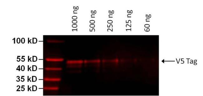 V5 Tag Antibody in Western Blot (WB)