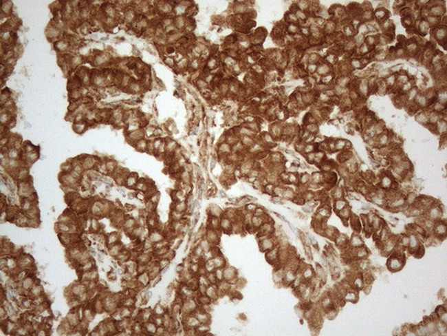 VAPA Antibody in Immunohistochemistry (Paraffin) (IHC (P))