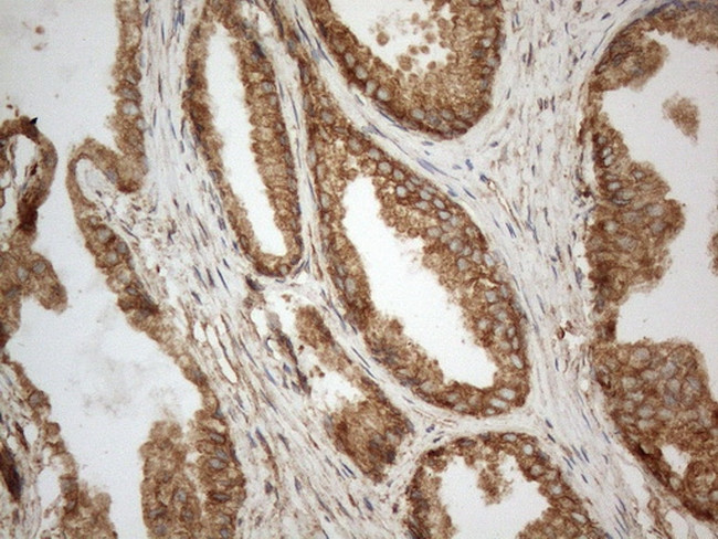 VAPA Antibody in Immunohistochemistry (Paraffin) (IHC (P))