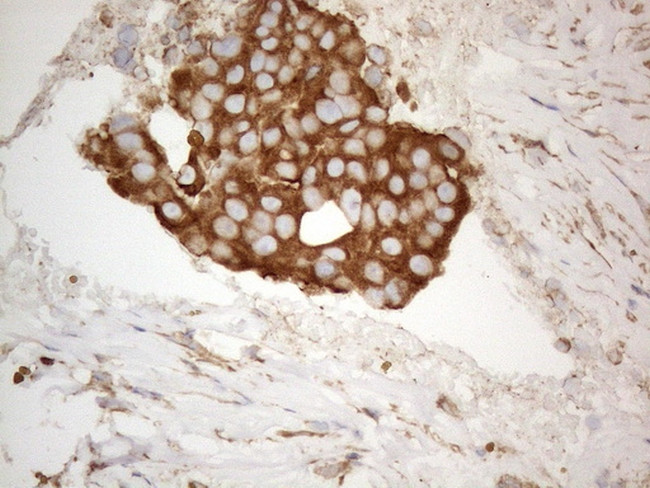 VAPA Antibody in Immunohistochemistry (Paraffin) (IHC (P))