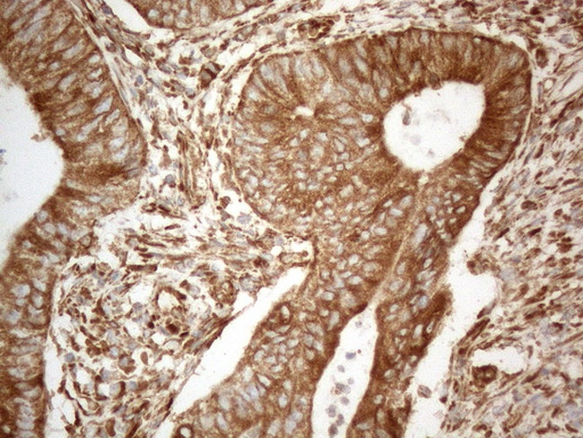 VAPA Antibody in Immunohistochemistry (Paraffin) (IHC (P))