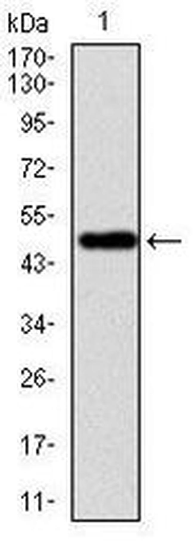 VAV1 Antibody in Western Blot (WB)