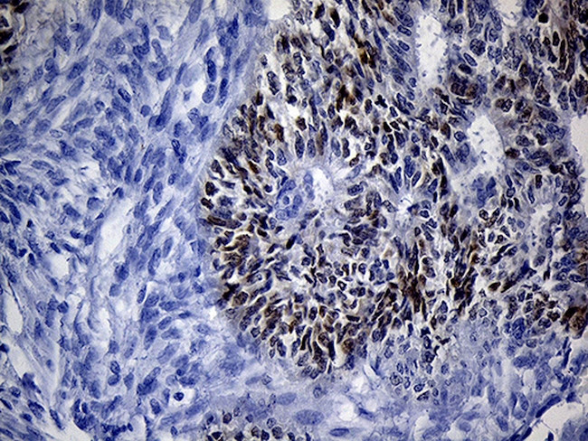 VAX1 Antibody in Immunohistochemistry (Paraffin) (IHC (P))