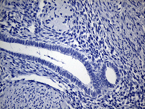 VAX1 Antibody in Immunohistochemistry (Paraffin) (IHC (P))