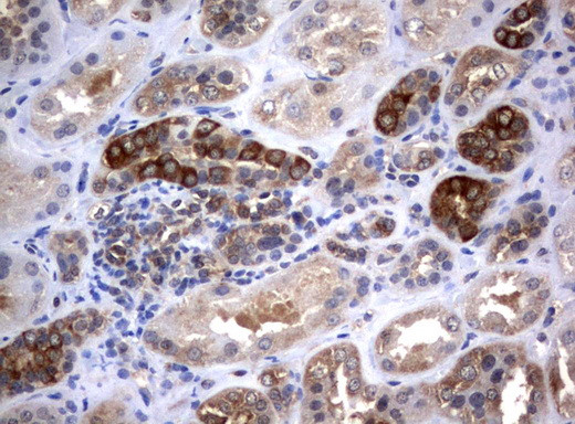 VBP1 Antibody in Immunohistochemistry (Paraffin) (IHC (P))