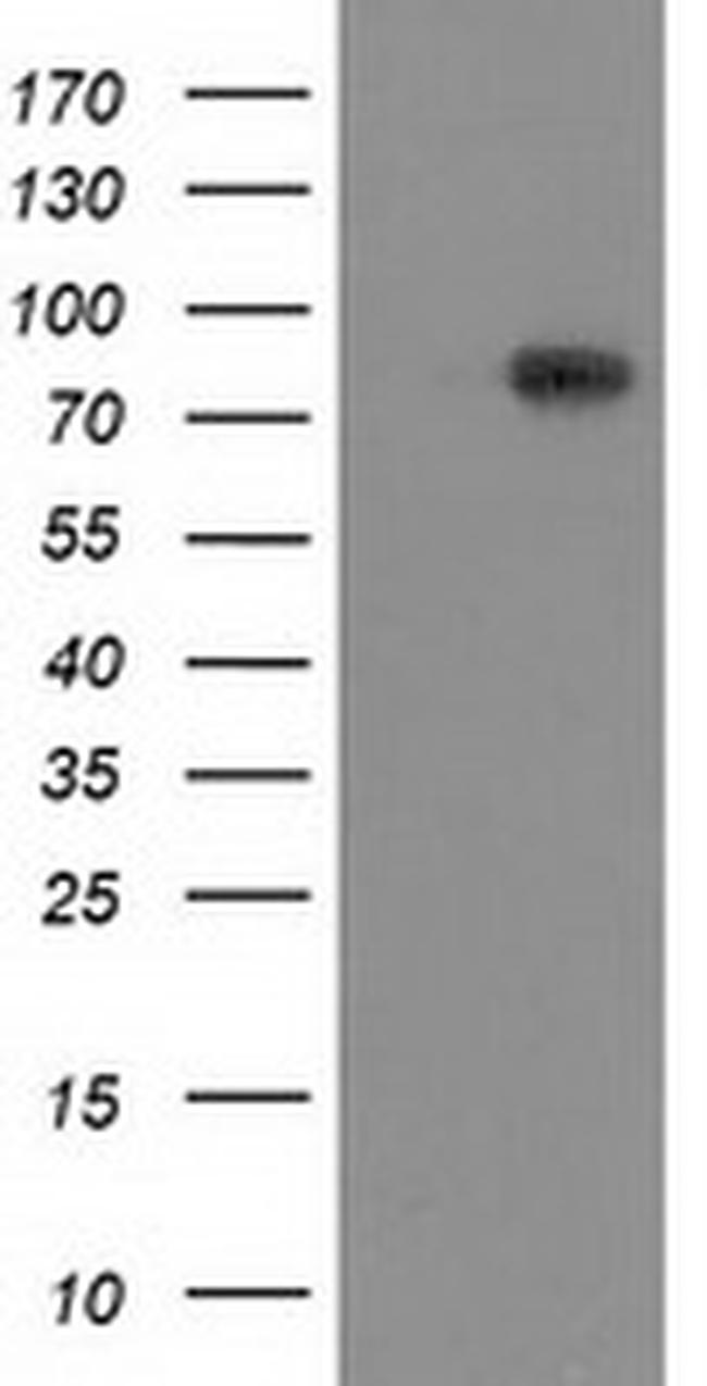 VCAM1 Antibody in Western Blot (WB)