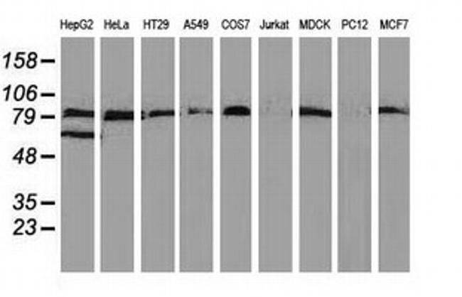 VCAM1 Antibody in Western Blot (WB)