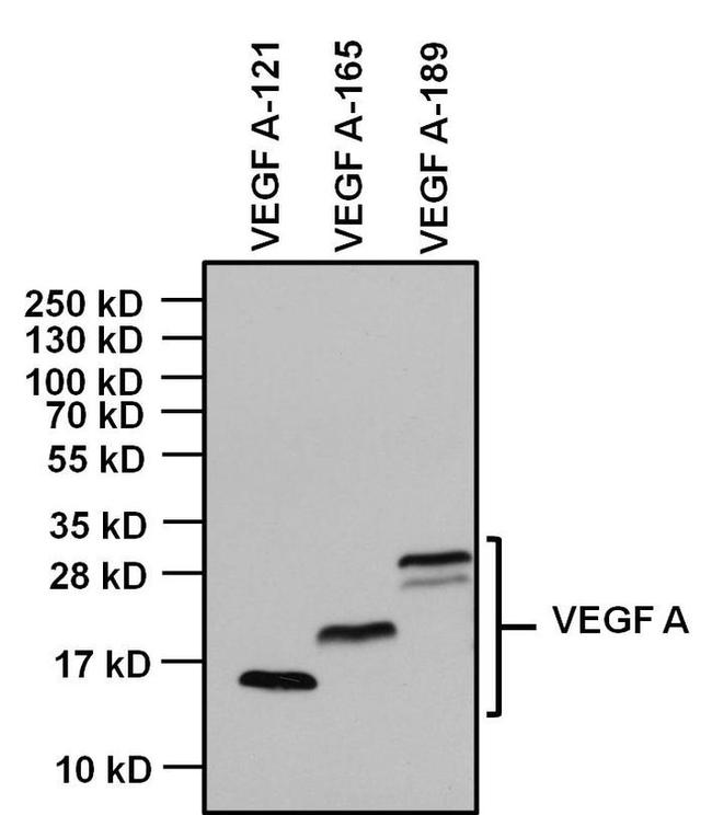 VEGF Antibody in Western Blot (WB)