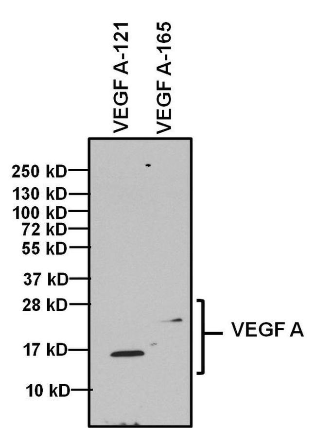 VEGF Antibody in Western Blot (WB)