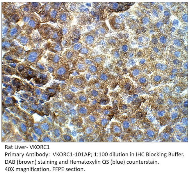 VKORC1 Antibody in Immunohistochemistry (IHC)