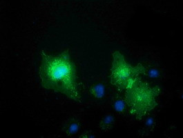 VSIG2 Antibody in Immunocytochemistry (ICC/IF)