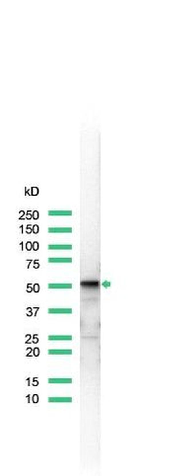 Vimentin Antibody in Western Blot (WB)