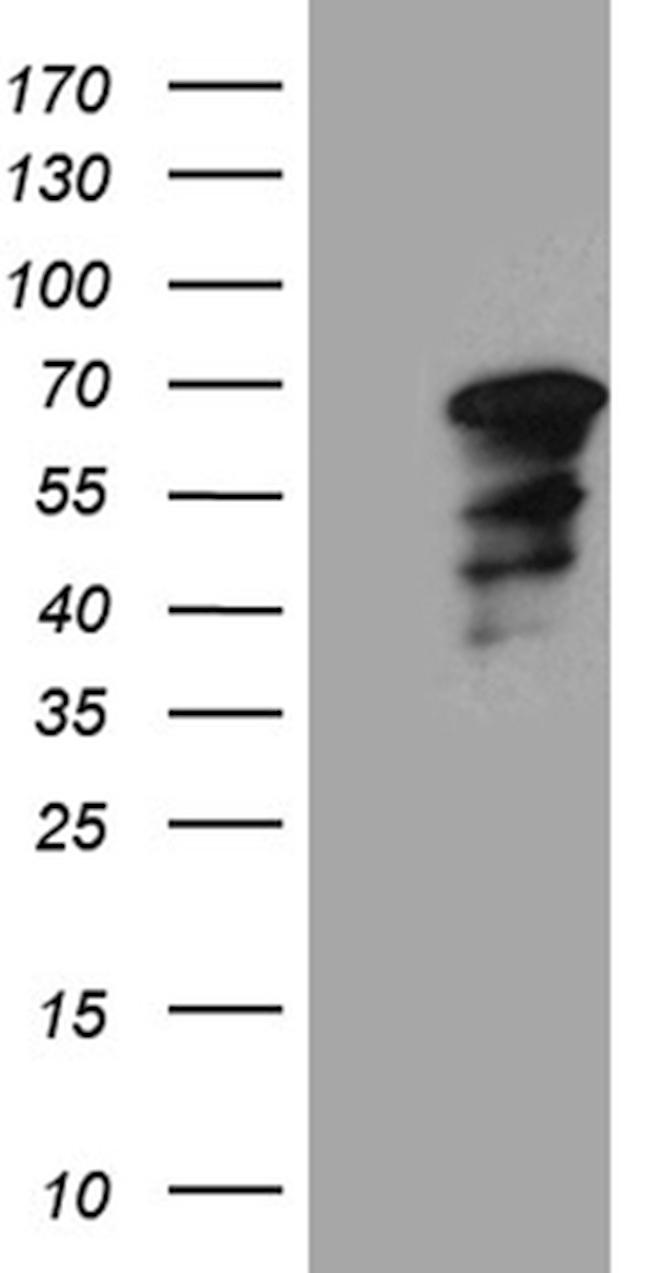 WASL Antibody in Western Blot (WB)