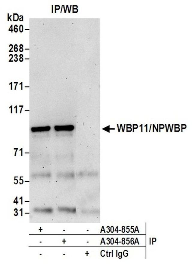 WBP11/NPWBP Antibody in Immunoprecipitation (IP)