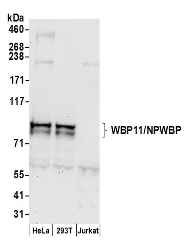 WBP11/NPWBP Antibody in Western Blot (WB)