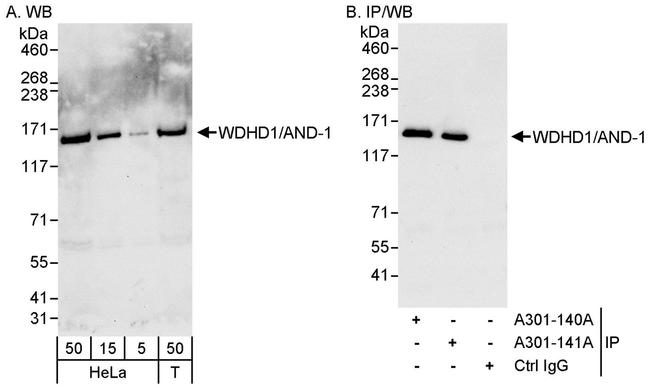 WDHD1/AND-1 Antibody in Western Blot (WB)