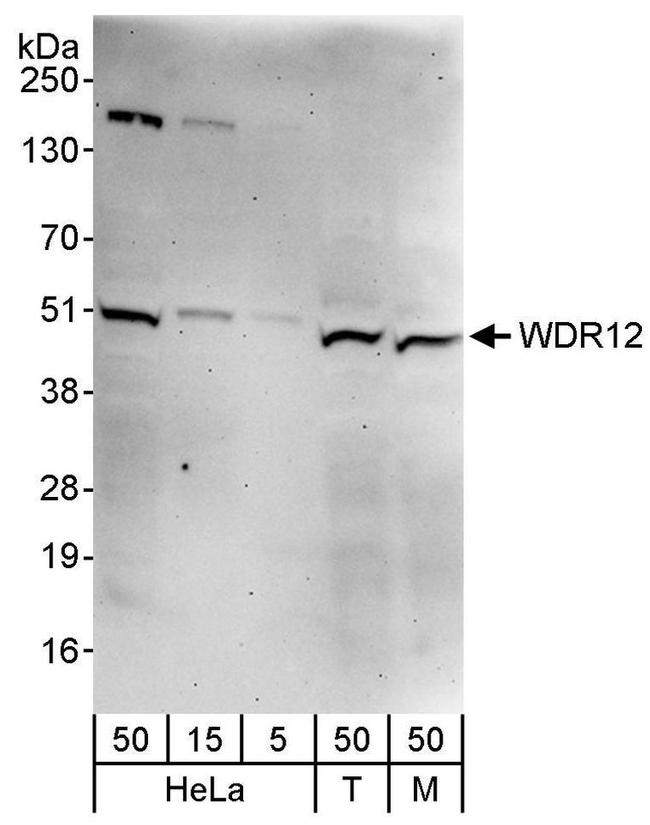 WDR12 Antibody in Western Blot (WB)