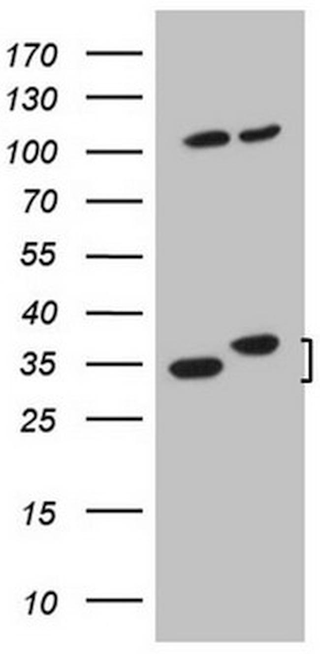 WDR61 Antibody in Western Blot (WB)