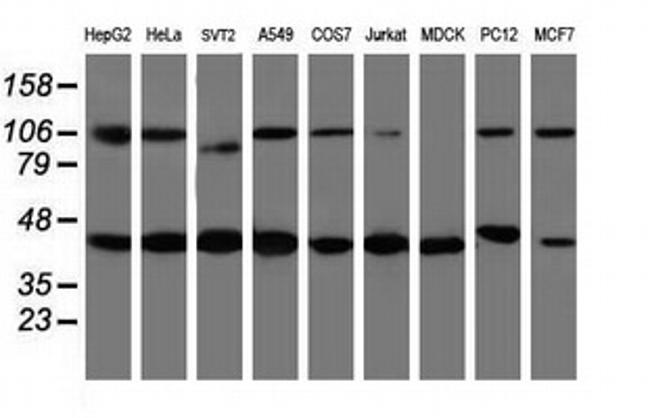 WDR74 Antibody in Western Blot (WB)