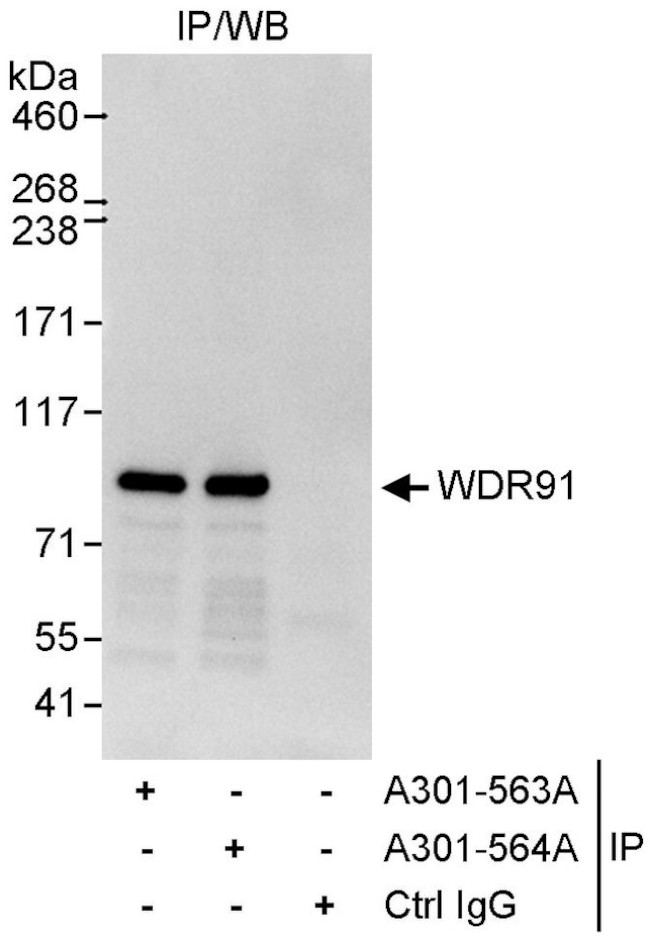 WDR91 Antibody in Immunoprecipitation (IP)