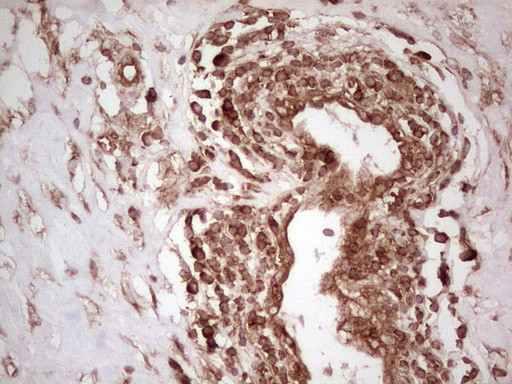 WIBG Antibody in Immunohistochemistry (Paraffin) (IHC (P))