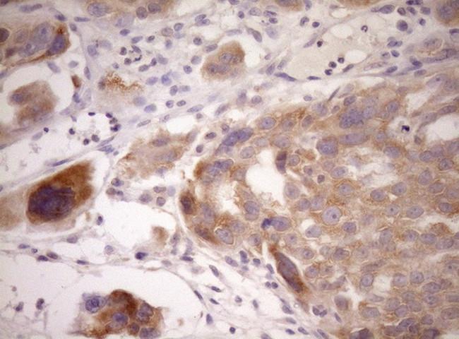 WIBG Antibody in Immunohistochemistry (Paraffin) (IHC (P))