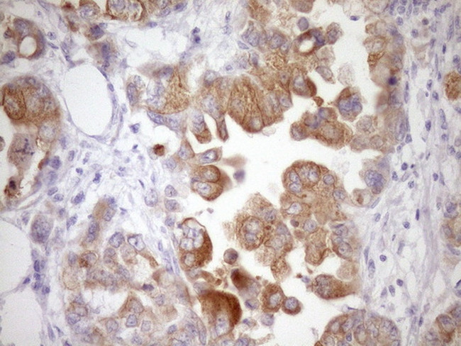 WIBG Antibody in Immunohistochemistry (Paraffin) (IHC (P))