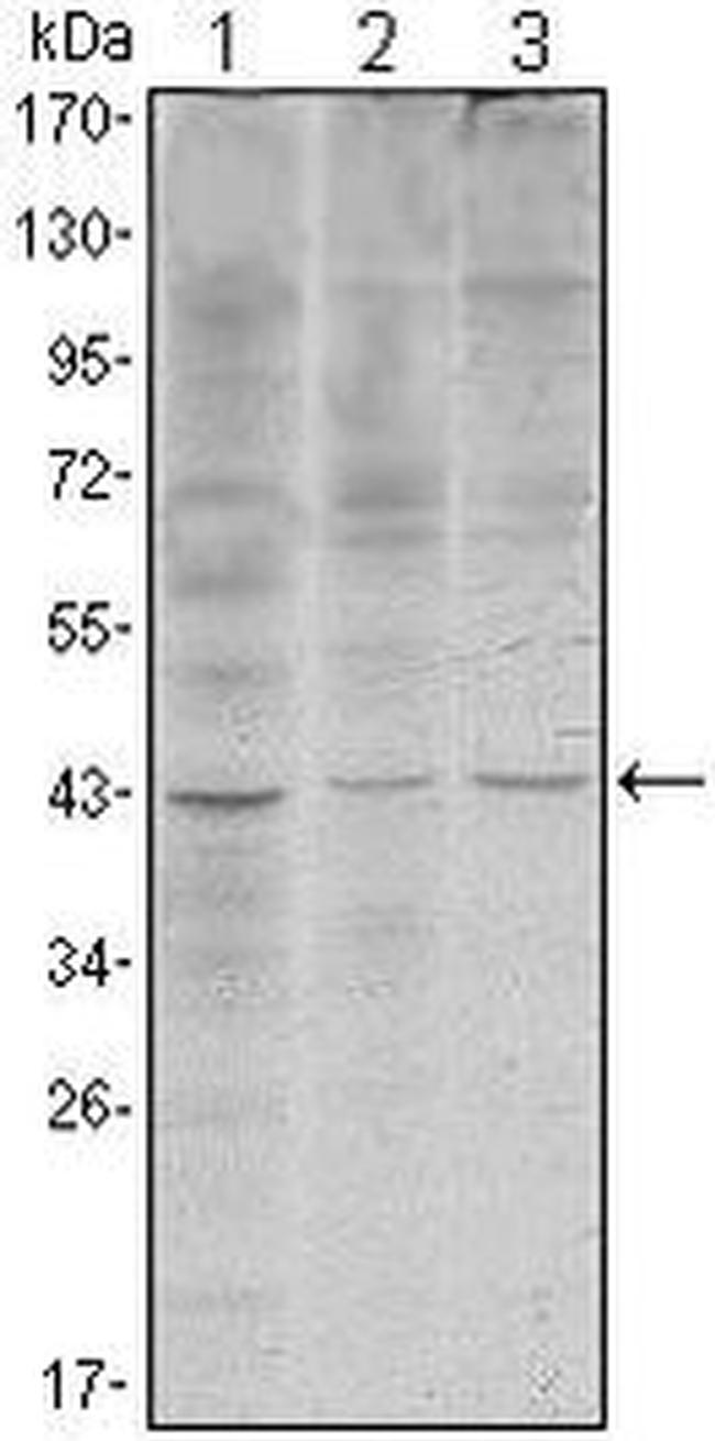 WIF1 Antibody in Western Blot (WB)