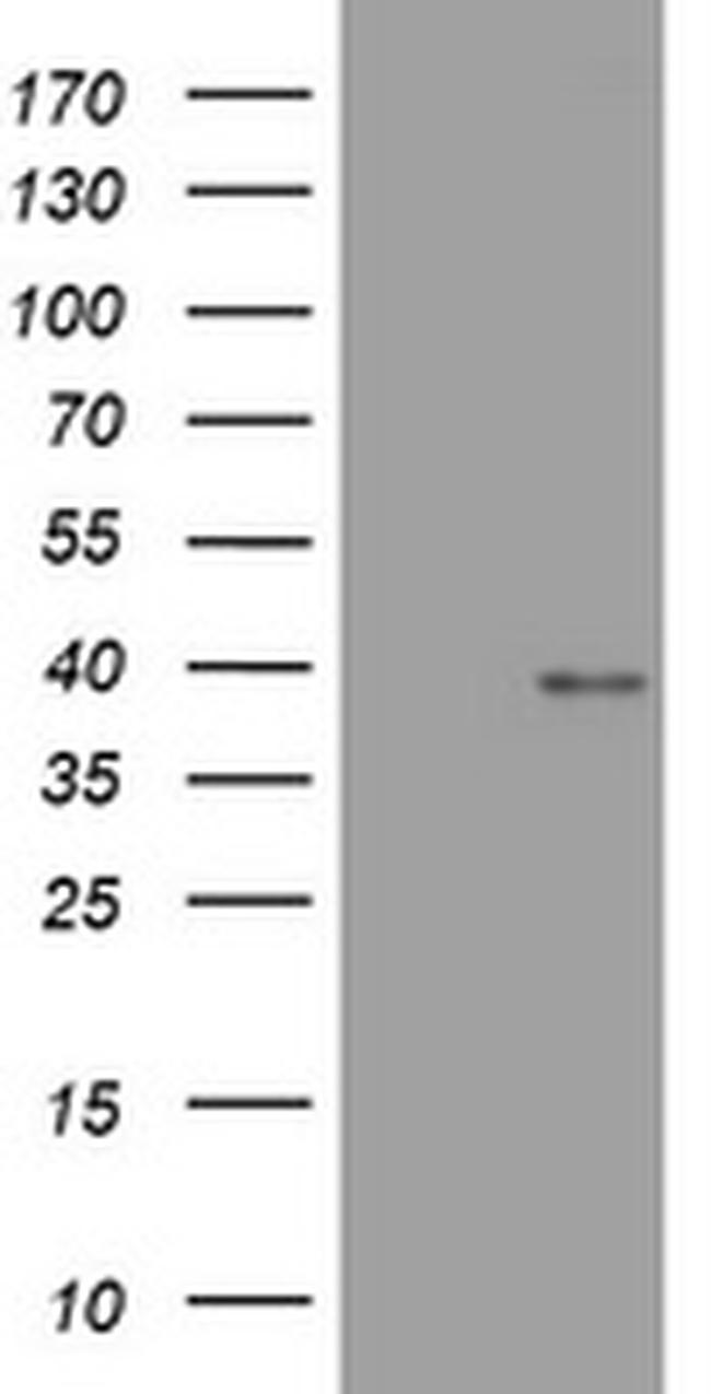 WNT3 Antibody in Western Blot (WB)