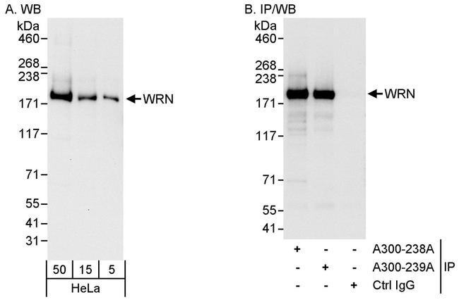 WRN Antibody in Western Blot (WB)