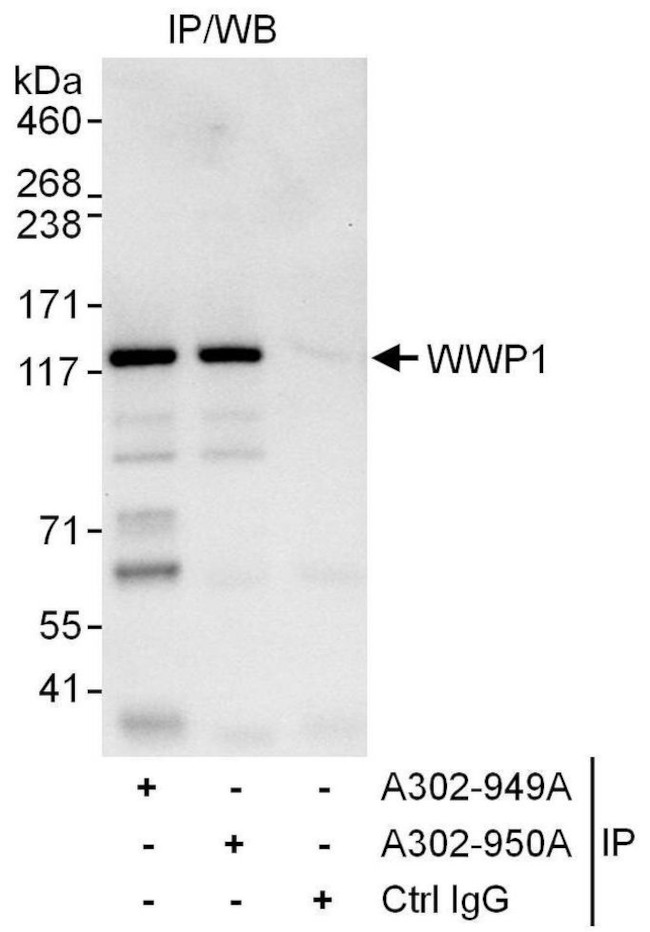 WWP1 Antibody in Immunoprecipitation (IP)