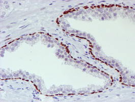 WWTR1 Antibody in Immunohistochemistry (Paraffin) (IHC (P))