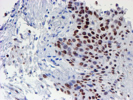 WWTR1 Antibody in Immunohistochemistry (Paraffin) (IHC (P))